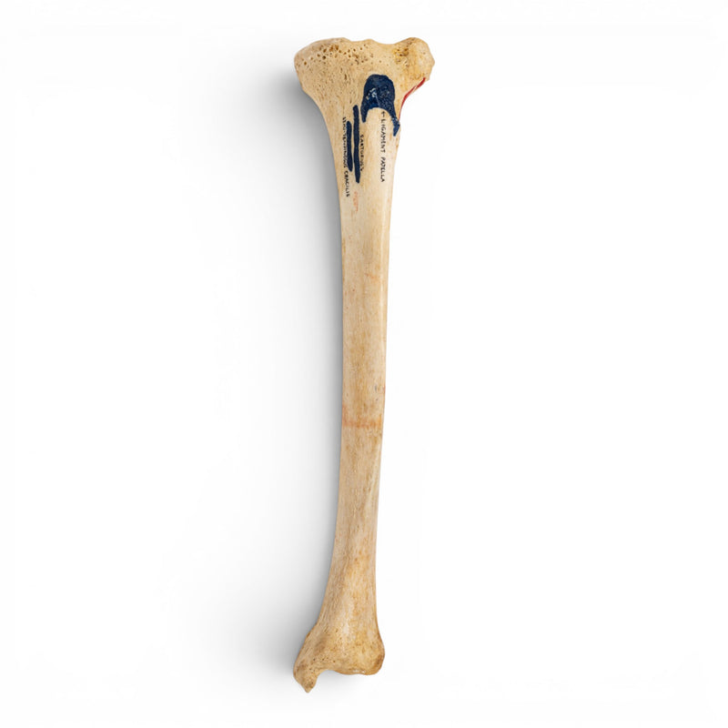 Real Human Tibia - Painted