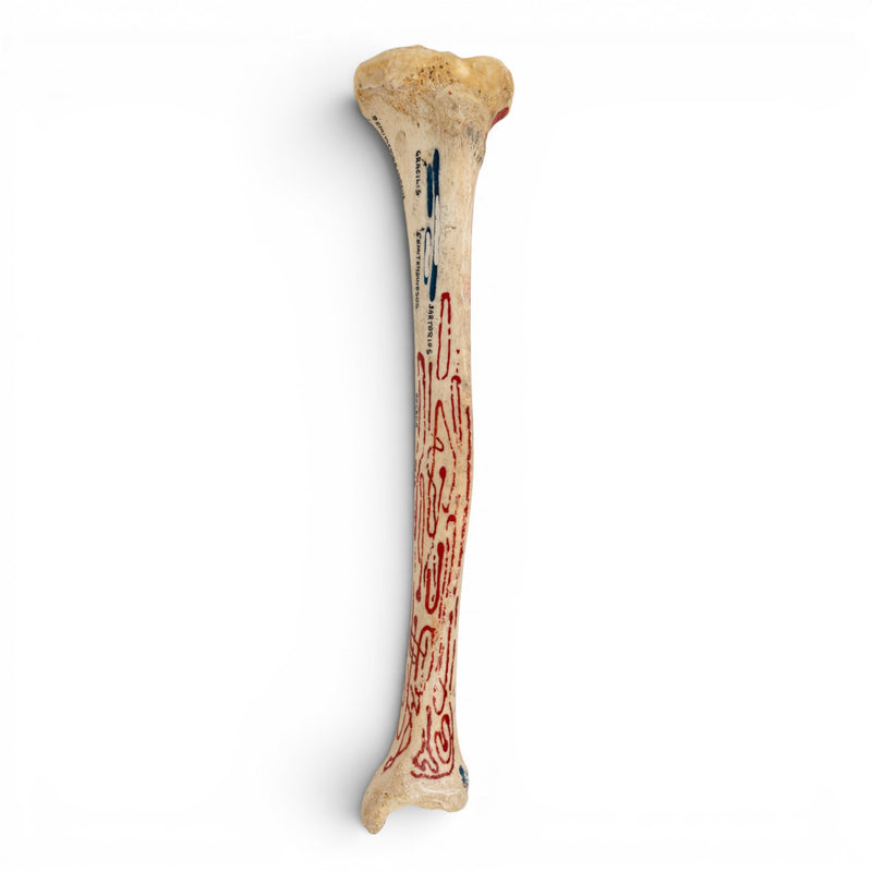 Real Human Tibia - Painted
