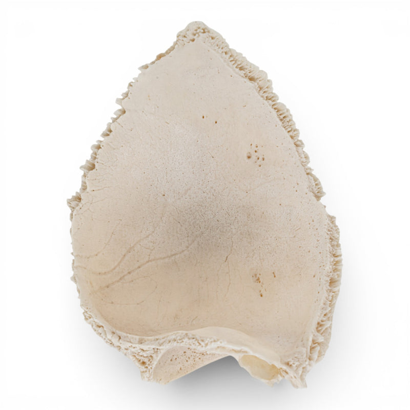 Real Partial Human Frontal Bone - Child