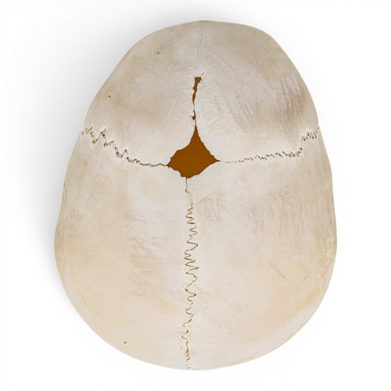 Real Human Calvaria - Child