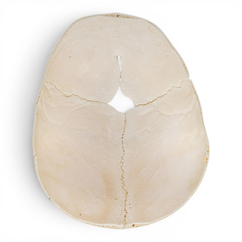 Real Human Calvaria - Child