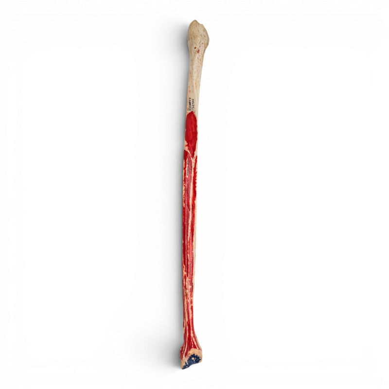 Real Human Fibula - Painted