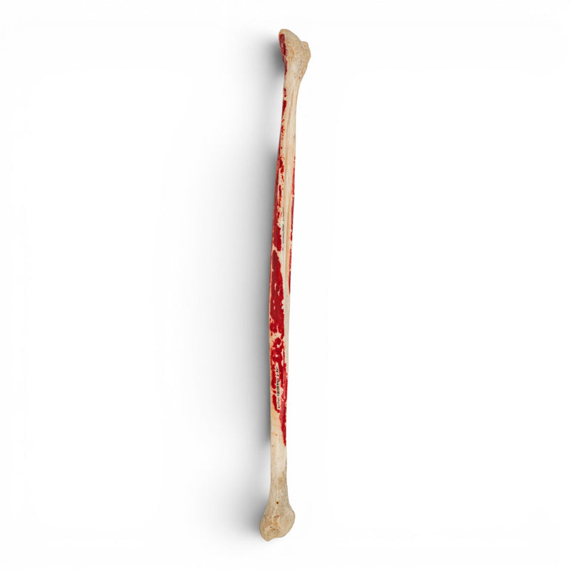 Real Human Fibula - Painted