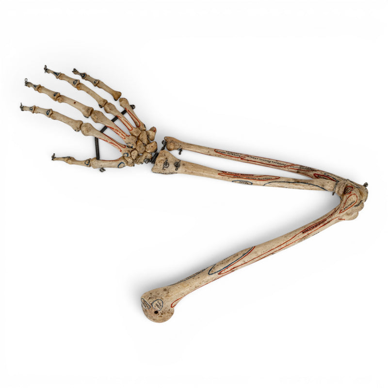 Real Human Right Arm - Articulated