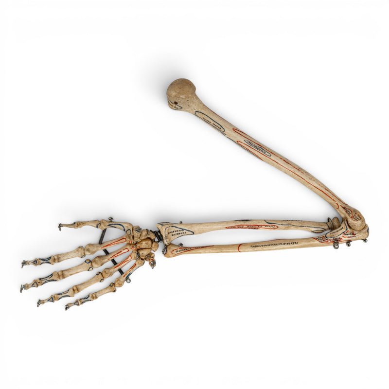 Real Human Right Arm - Articulated