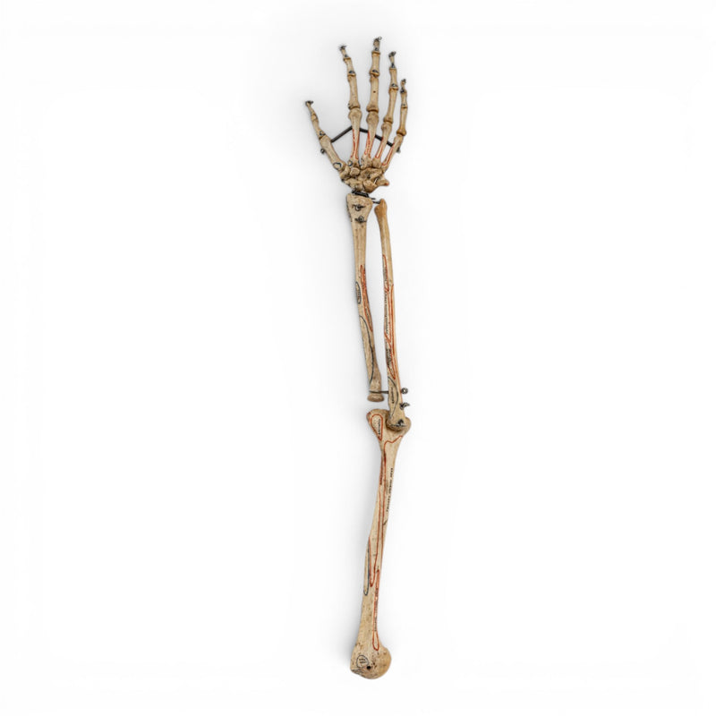 Real Human Right Arm - Articulated