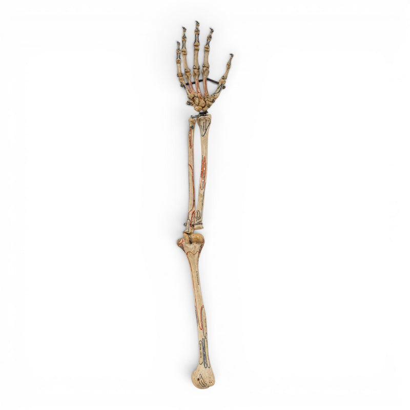 Real Human Right Arm - Articulated