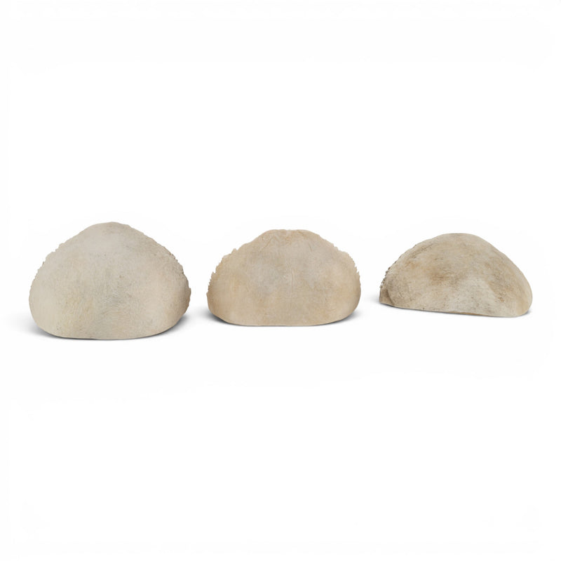 Real Human Frontal Bone - Partial