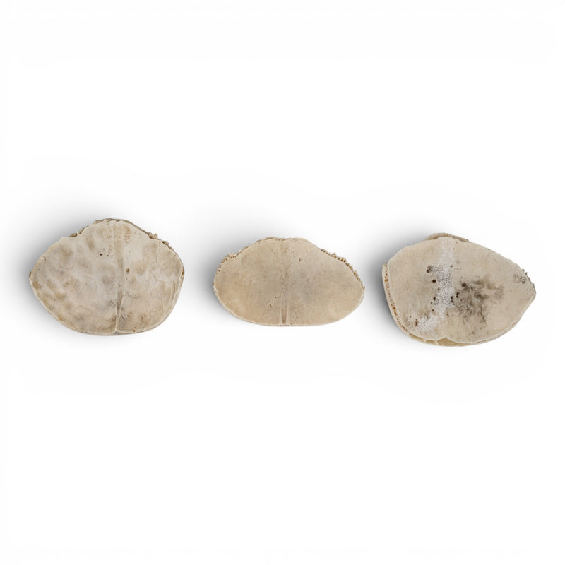 Real Human Frontal Bone - Partial