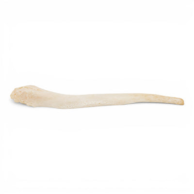 Real Domestic Dog Baculum - Pathology