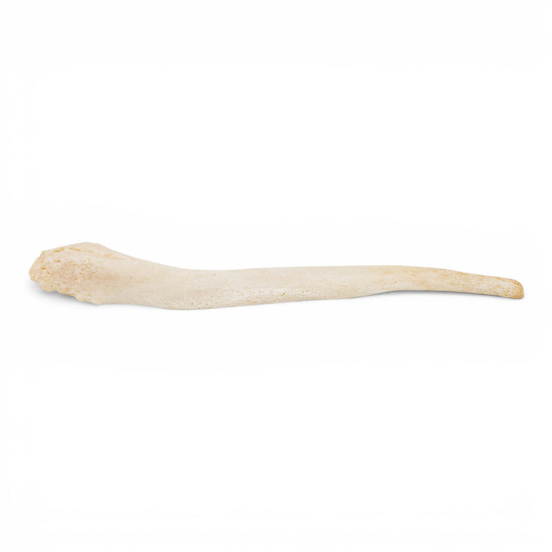 Real Domestic Dog Baculum - Pathology