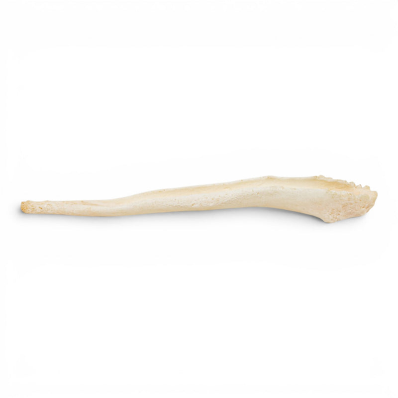 Real Domestic Dog Baculum - Pathology