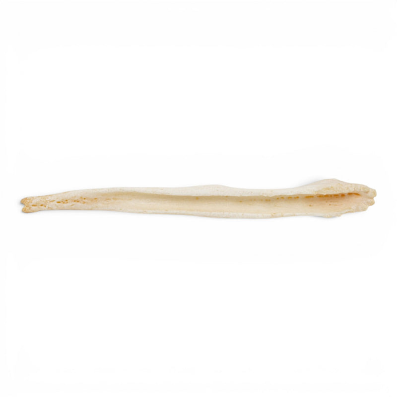 Real Domestic Dog Baculum - Pathology