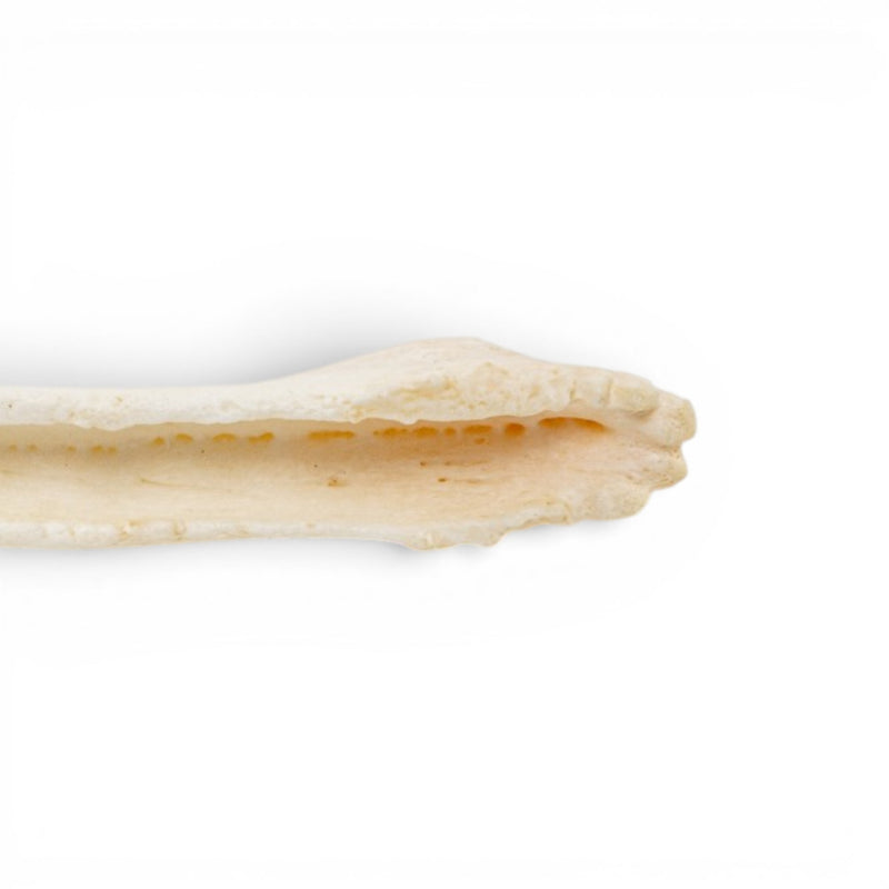 Real Domestic Dog Baculum - Pathology