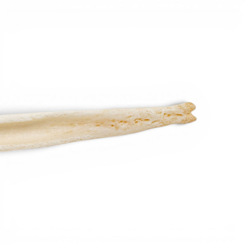 Real Domestic Dog Baculum - Pathology