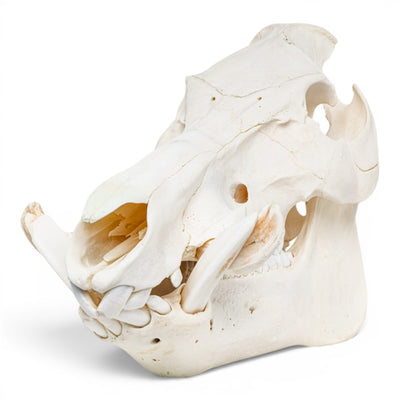 Real Wild Boar/Pig Skull