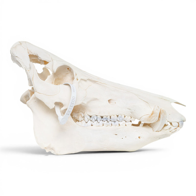 Real Wild Boar/Pig Skull