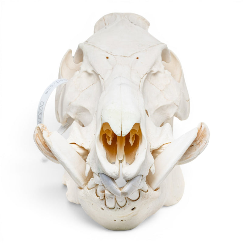 Real Wild Boar/Pig Skull