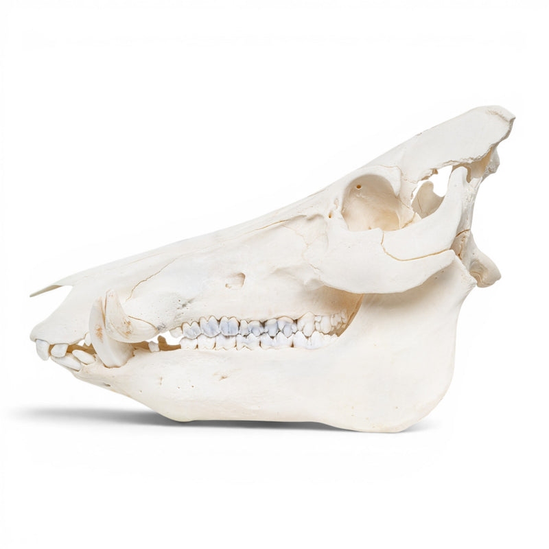 Real Wild Boar/Pig Skull