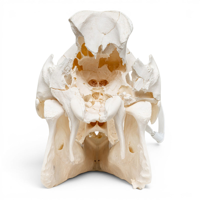 Real Wild Boar/Pig Skull