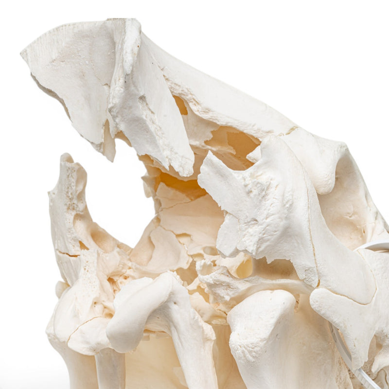 Real Wild Boar/Pig Skull