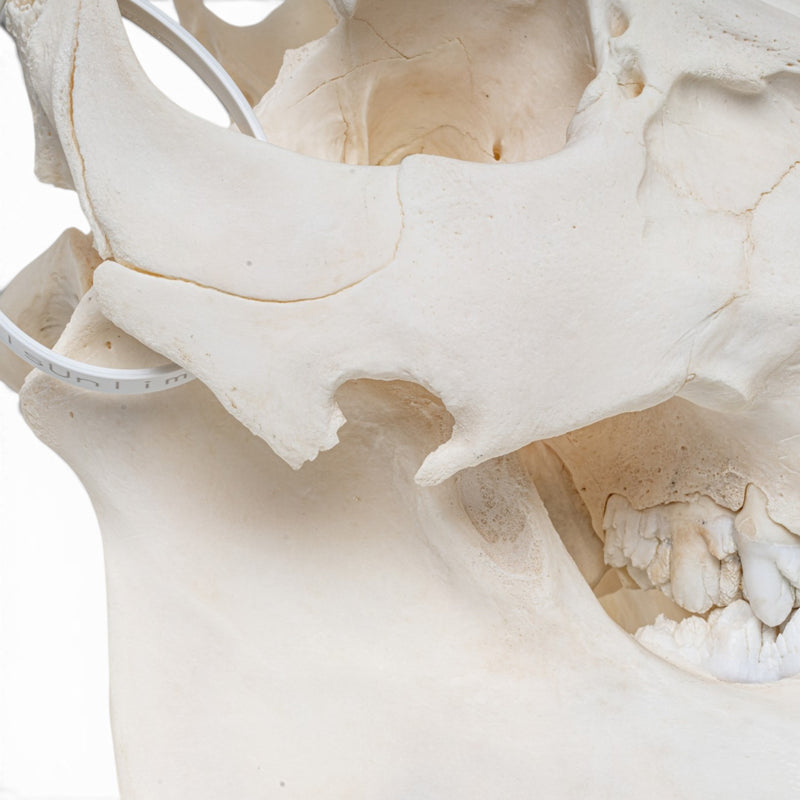Real Wild Boar/Pig Skull