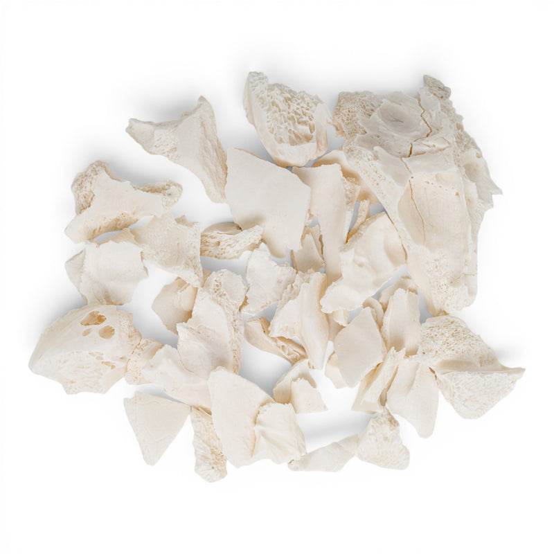 Real Wild Boar/Pig Skull