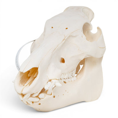 Real Wild Boar/Pig Skull - Adolescent