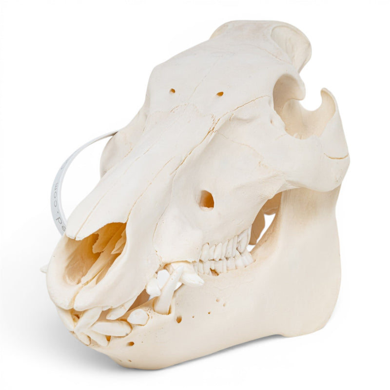 Real Wild Boar/Pig Skull - Adolescent