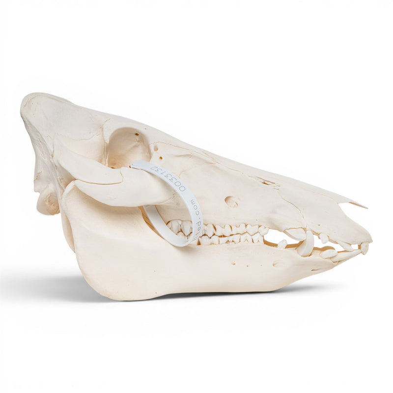 Real Wild Boar/Pig Skull - Adolescent