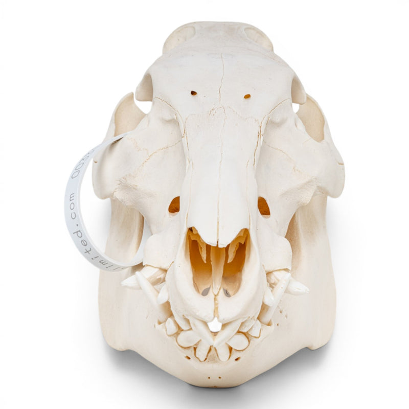 Real Wild Boar/Pig Skull - Adolescent