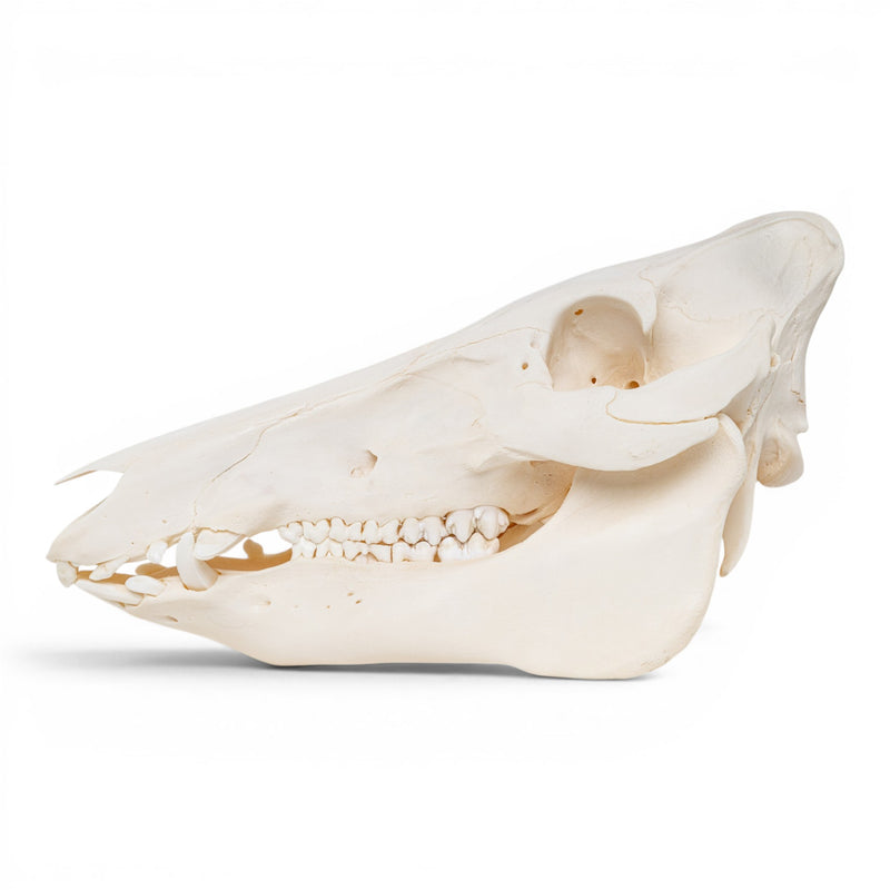 Real Wild Boar/Pig Skull - Adolescent