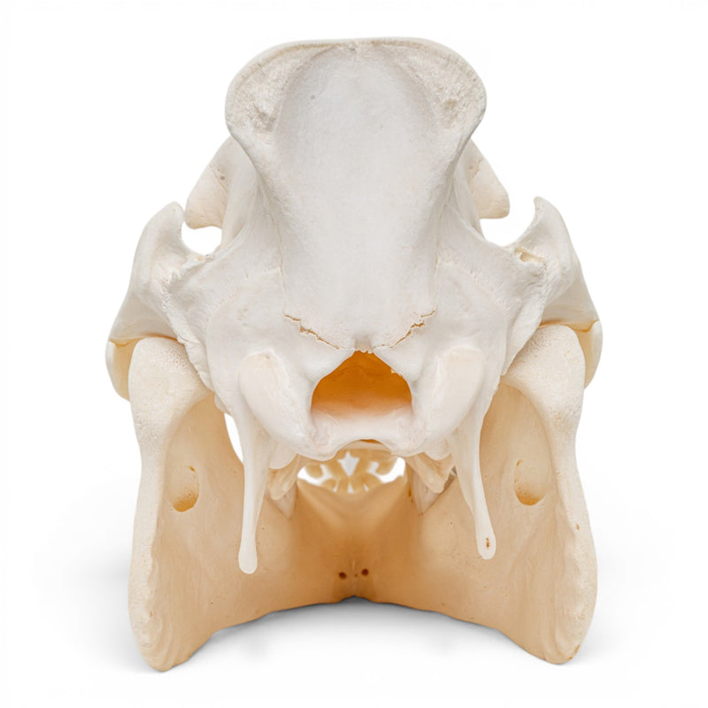 Real Wild Boar/Pig Skull - Adolescent