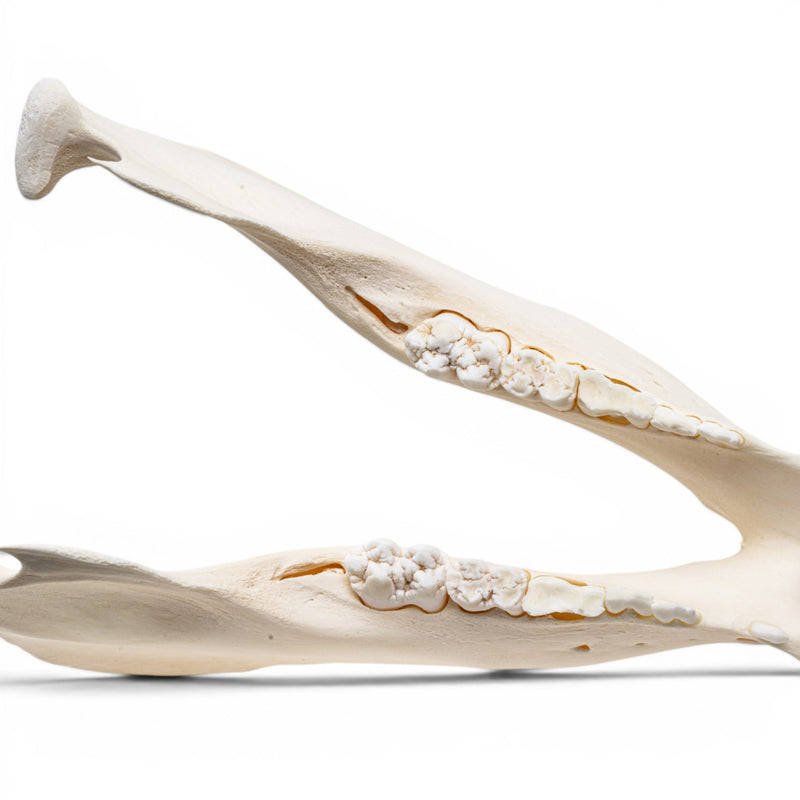 Real Wild Boar/Pig Skull - Adolescent