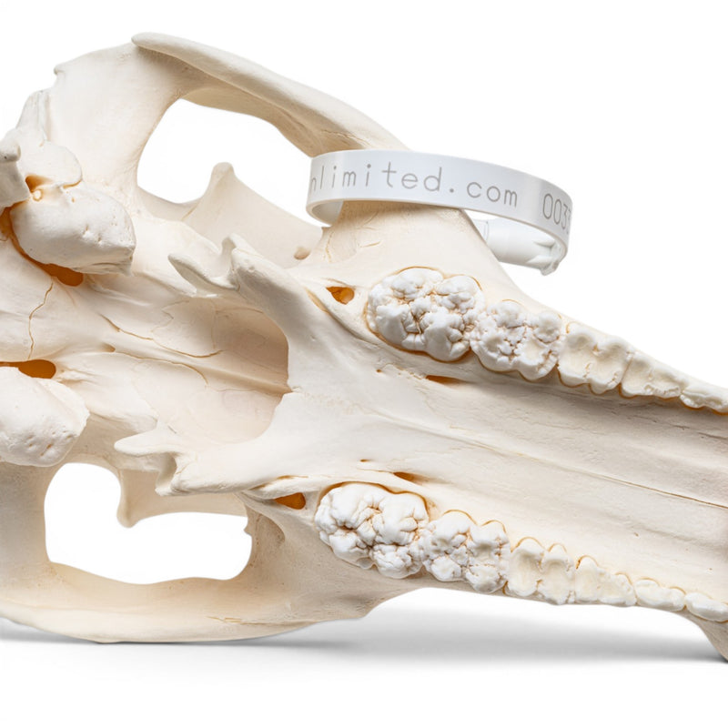 Real Wild Boar/Pig Skull - Adolescent