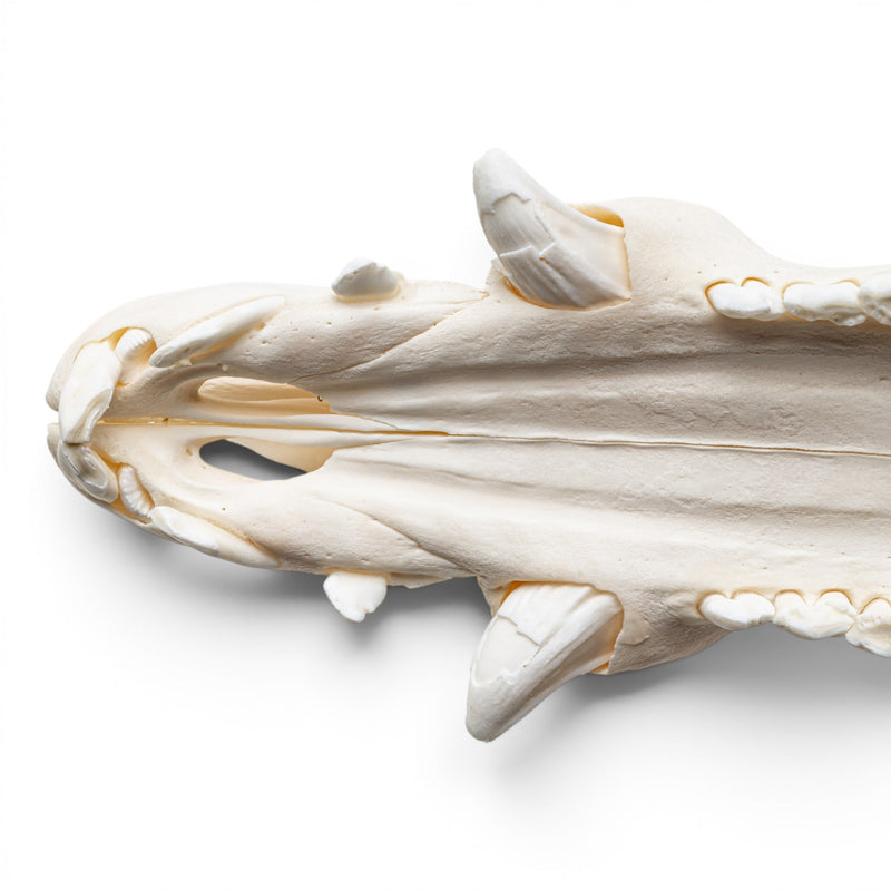 Real Wild Boar/Pig Skull - Adolescent