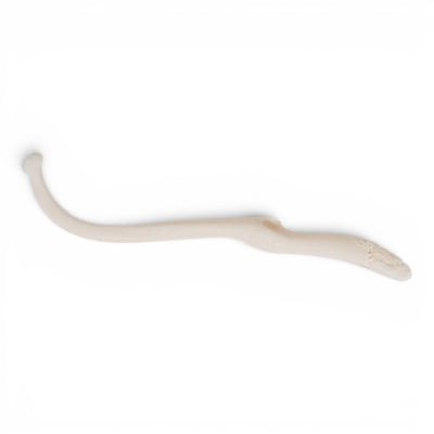 Real Raccoon Baculum - Pathology