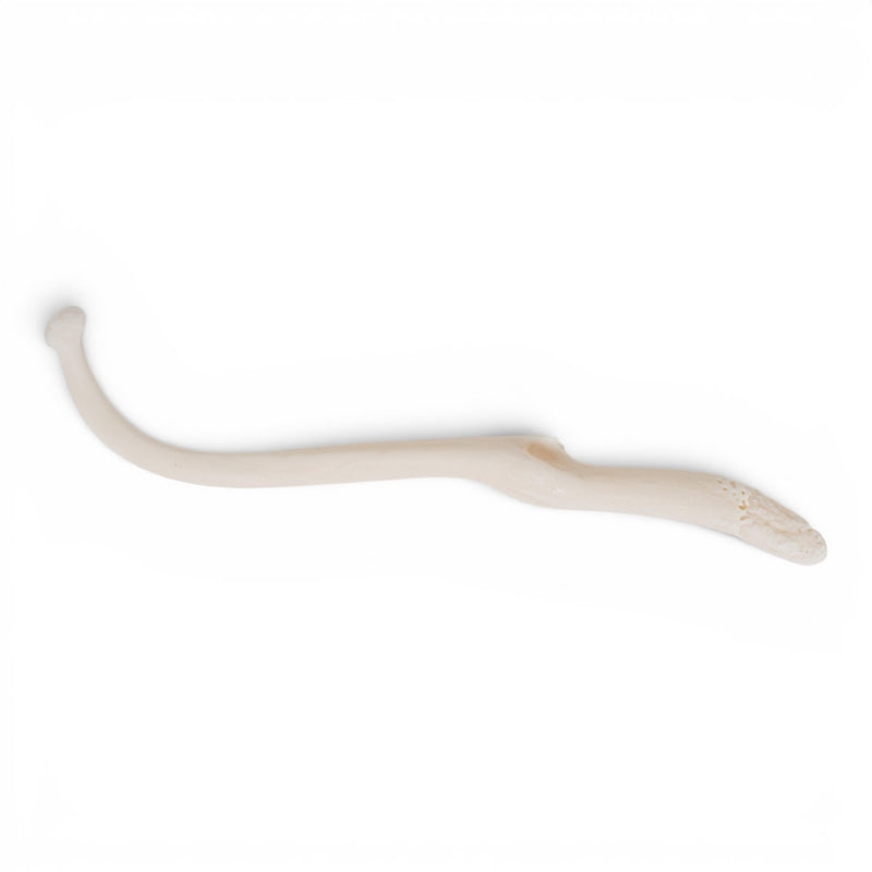 Real Raccoon Baculum - Pathology