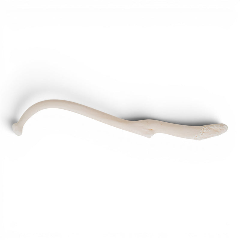 Real Raccoon Baculum - Pathology