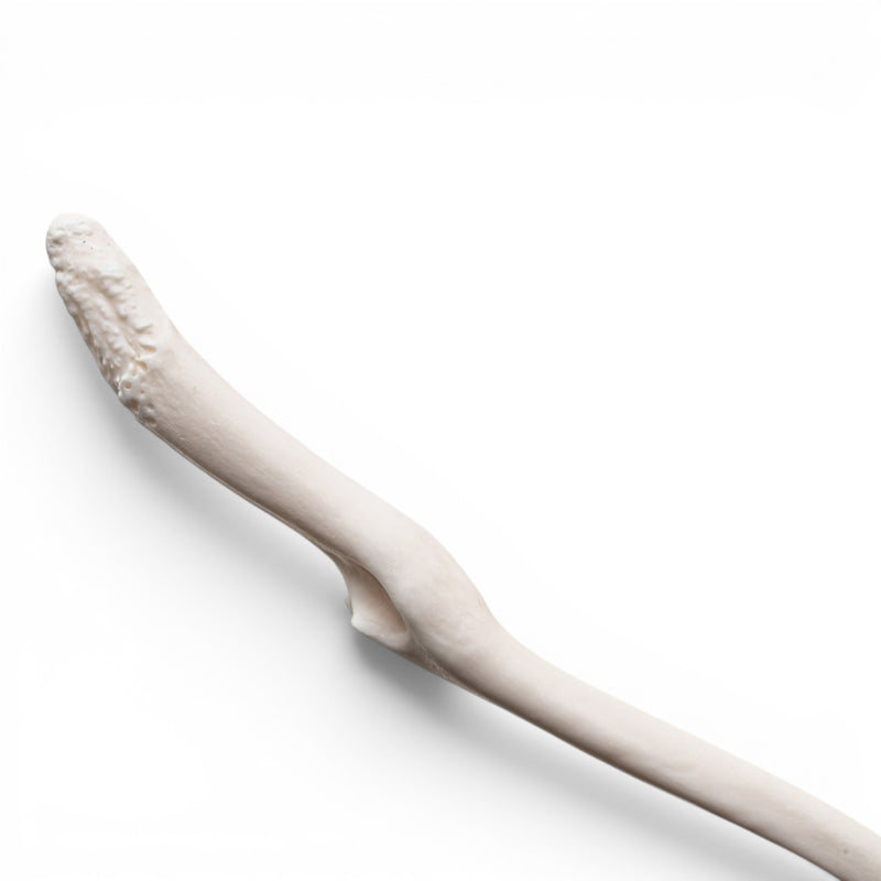 Real Raccoon Baculum - Pathology