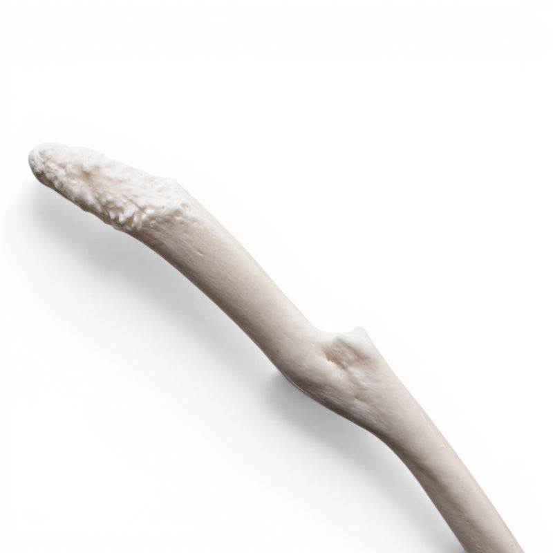 Real Raccoon Baculum - Pathology