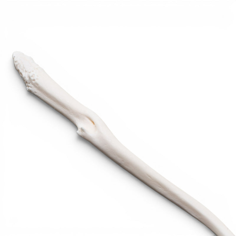 Real Raccoon Baculum - Pathology