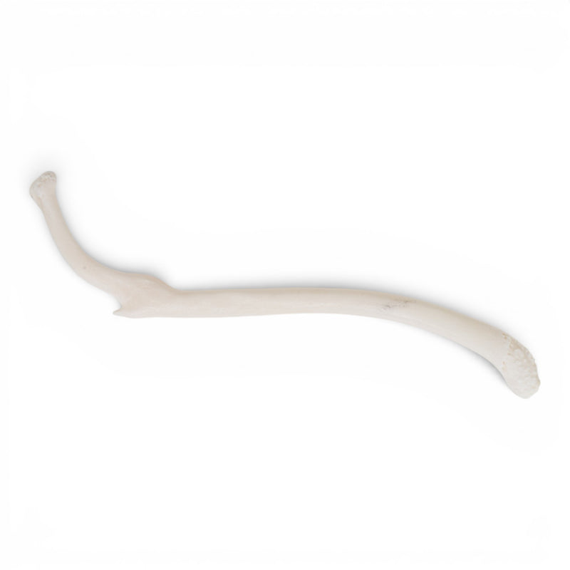 Real Raccoon Baculum - Pathology