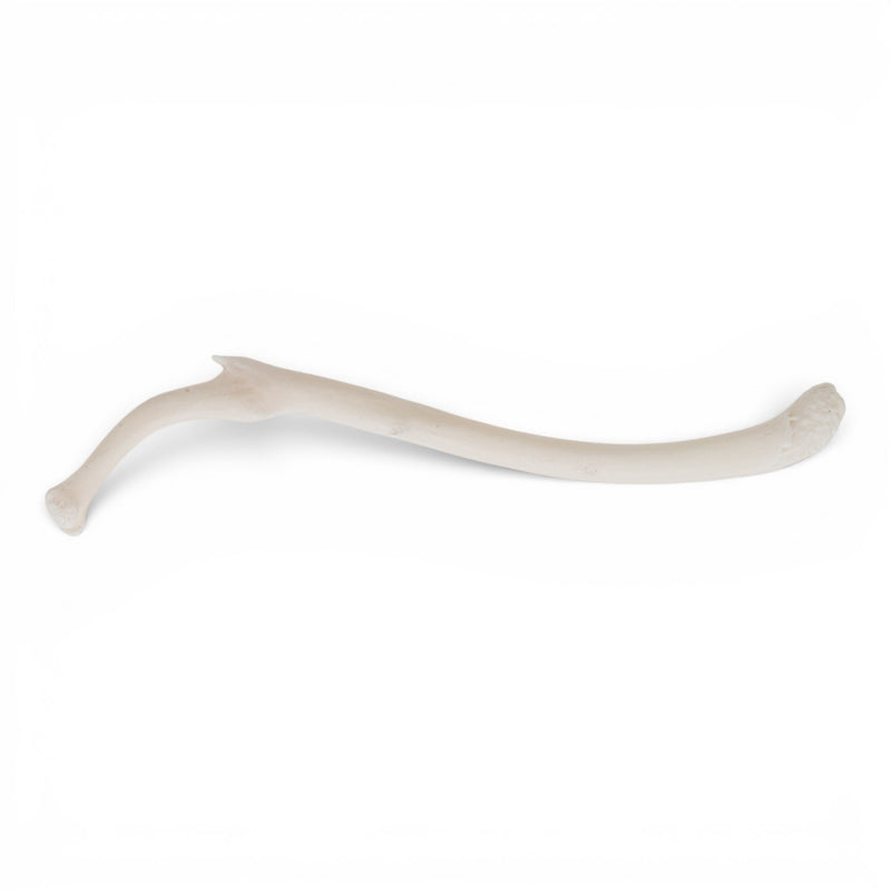 Real Raccoon Baculum - Pathology