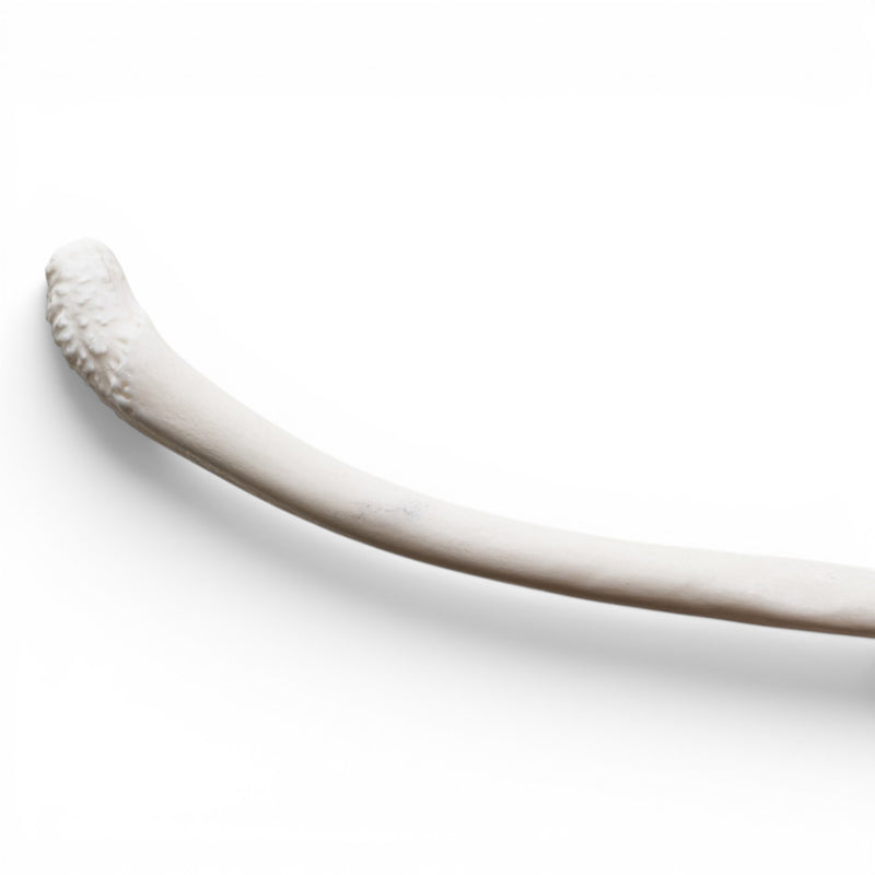 Real Raccoon Baculum - Pathology
