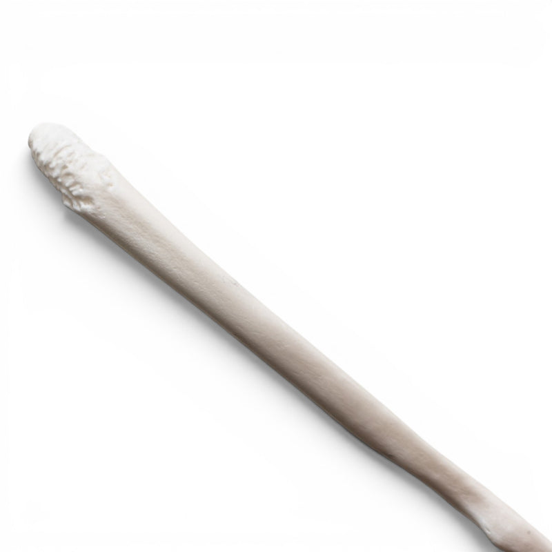 Real Raccoon Baculum - Pathology