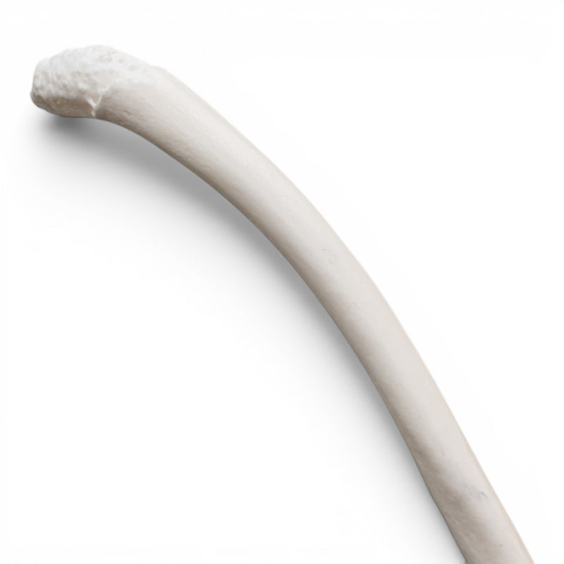 Real Raccoon Baculum - Pathology