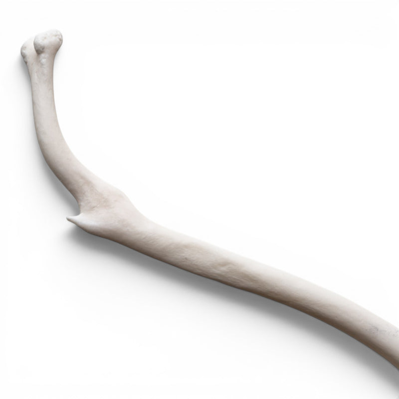 Real Raccoon Baculum - Pathology