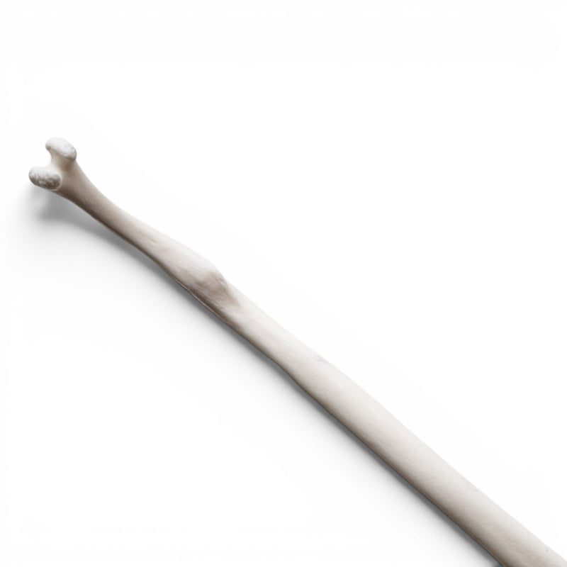 Real Raccoon Baculum - Pathology