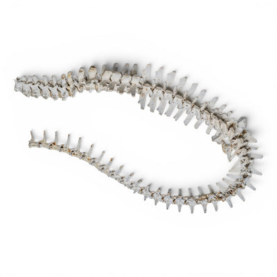 Real American Alligator Spine - Partial